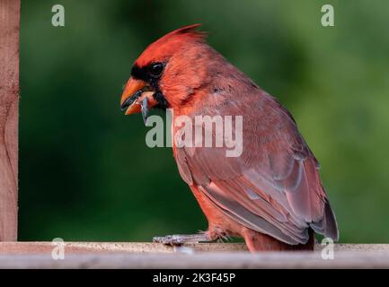 La femelle Northern Cardinal pose sur le pont Banque D'Images