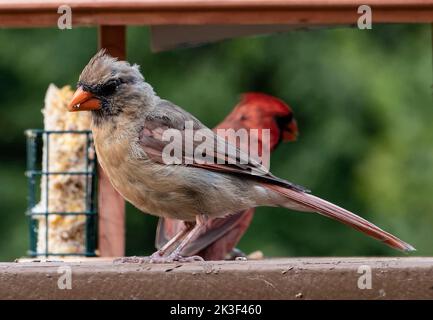 northern Cardinals devant le mangeoire à oiseaux Banque D'Images