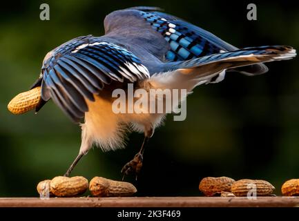 Bluejar avec une arachide trouvée Banque D'Images
