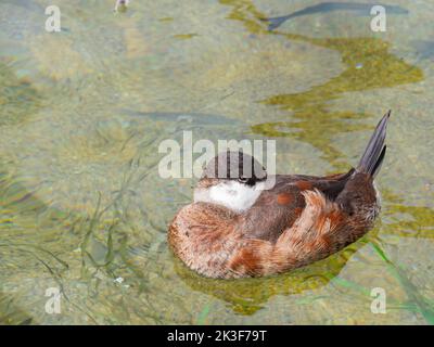 Gros plan sur Ruddy Duck à Los Angeles, Californie Banque D'Images