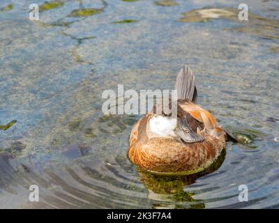 Gros plan sur Ruddy Duck à Los Angeles, Californie Banque D'Images
