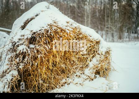 grande pile de paille couverte de neige en hiver par temps froid. Banque D'Images