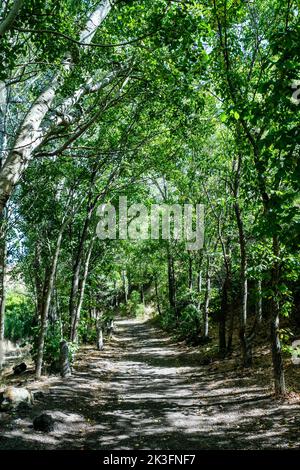 Un beau sentier de promenade dans la forêt naturelle paisible. Photo de haute qualité Banque D'Images
