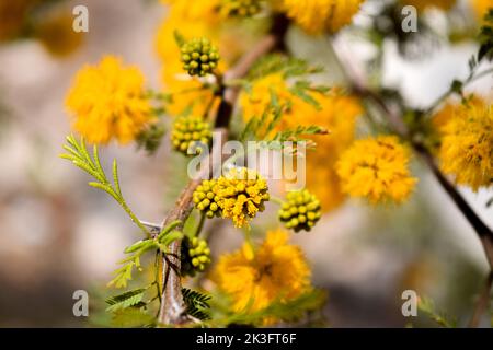 fleurs jaunes d'un caven acacia Banque D'Images