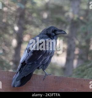 Un Corbeau commun en Alaska Banque D'Images