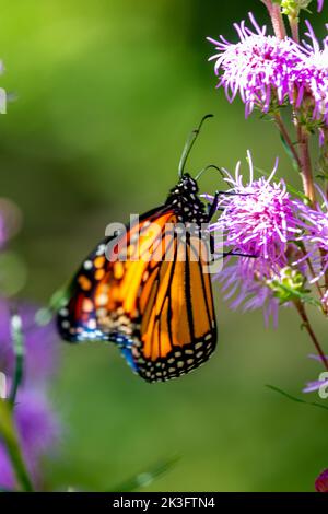 Un monarque papillon sur un Carduus crispus Guirão ex Nyman Banque D'Images