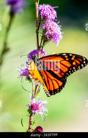 Un monarque papillon sur un Carduus crispus Guirão ex Nyman Banque D'Images