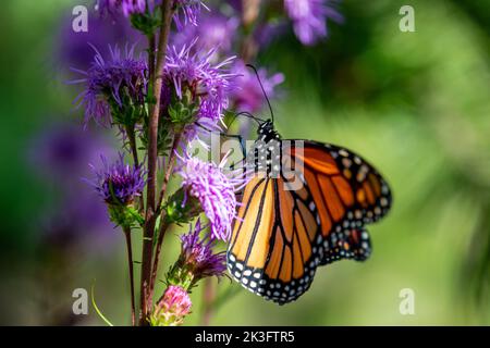 Un monarque papillon sur un Carduus crispus Guirão ex Nyman Banque D'Images
