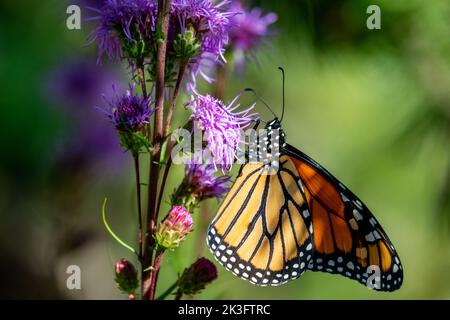 Un monarque papillon sur un Carduus crispus Guirão ex Nyman Banque D'Images