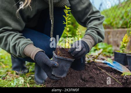 Jardinier transplantant de l'airelle thunbergii aurea des conteneurs dans le sol. Gros plan de la plante à feuilles jaunes et elle se racine. Automne jardinage extérieur wor Banque D'Images