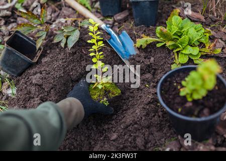 Jardinier transplantant de l'airelle thunbergii aurea des conteneurs dans le sol. Travaux d'aménagement paysager saisonniers en automne. Mettre l'usine avec le feuillage jaune dans les LSS Banque D'Images