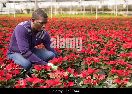 Un fleuriste afro-américain positif travaillant avec des plantes poinsettia dans une serre Banque D'Images