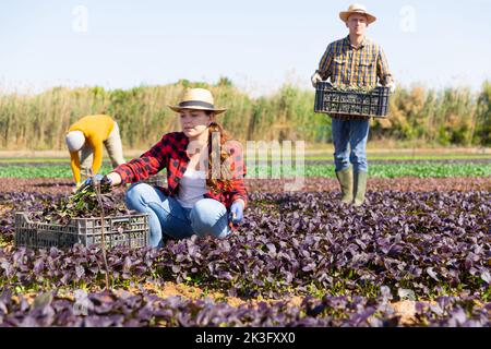 Femme fermier cueillant rouge komatsuna feuilles verts Banque D'Images