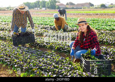 Une agricultrice récolte des épinards rouges dans une plantation Banque D'Images