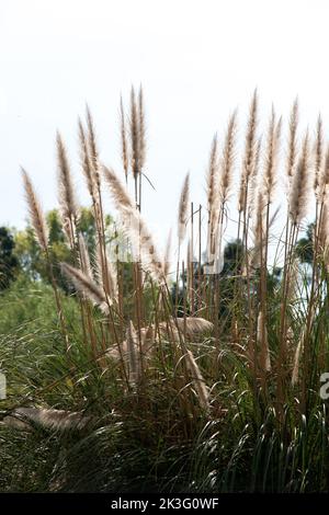 Selloan Cortaderia détail de la végétation Banque D'Images