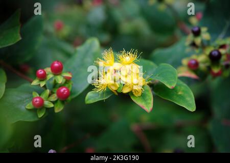 Gros plan d'Hypericum, alias millepertuis, une plante à fleurs aux pétales jaunes. Les fleurs d'Hypericum ont quatre ou cinq fascicules qui ont, au total, f Banque D'Images