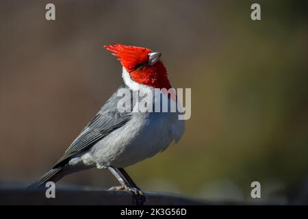 Magnifique cardinal rouge à crête (Paroaria coronata) vu à Buenos Aires Banque D'Images