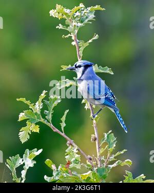Dans le parc national de plaisance (SEPAQ) sur le sentier Serpentine, les Blue Jays traversent notre vue sur le terrain. Geai bleu sur le perching sur le petit arbre. Banque D'Images