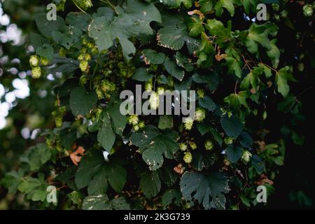 Cépage / Hop Bine / Hop fleurs qui poussent sauvages parmi les plantes et buissons hedgerow dans une haie dans la campagne britannique Banque D'Images