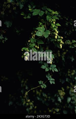 Cépage / Hop Bine / Hop fleurs qui poussent sauvages parmi les plantes et buissons hedgerow dans une haie dans la campagne britannique Banque D'Images