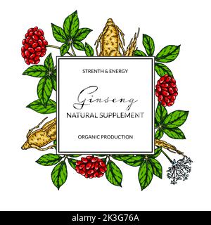 Cadre coloré au ginseng. Illustration vectorielle botanique dessinée à la main dans un style d'esquisse. Design pour logo, emballage, étiquette, badge. Milieu de médecine de fines herbes Illustration de Vecteur