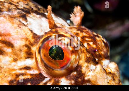 Gros plan de l'œil d'un poisson de cabezon curieux dans l'eau fraîche de Californie comme il est assis immobile que je lève mon appareil photo pour prendre sa photo. Banque D'Images