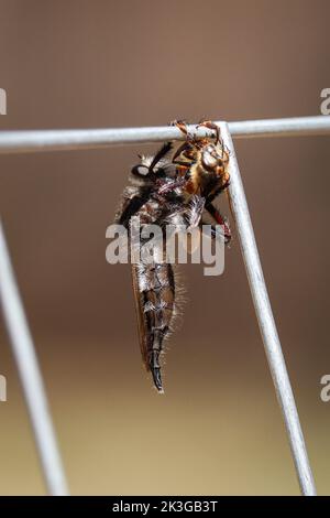 Mouche à mouches géantes ou Asilidae se nourrissant d'une abeille à Payson, en Arizona. Banque D'Images