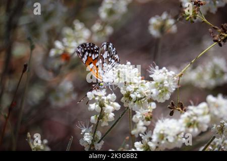 Mormon ou Apodemia mormo se nourrissant sur des fleurs de sarrasin au parc Rumsey à Payson, Arizona. Banque D'Images