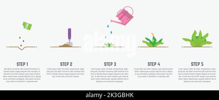 Stades de croissance des plantes. Illustration de Vecteur