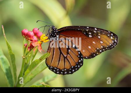 Une femelle queen papillon ou Danaus gilippus se nourrissant de lamied dans un jardin à Gilbert, Arizona. Banque D'Images