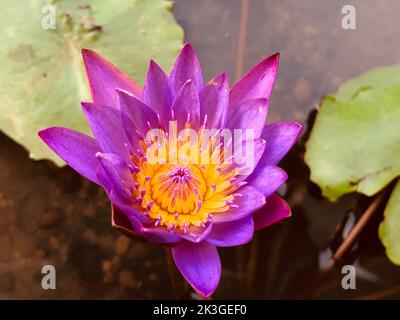 Belles fleurs dans mon jardin, Sri Lanka. Banque D'Images