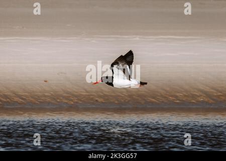 Oystercatcher à pied australien. Vue sur un lac à Ulladulla Banque D'Images