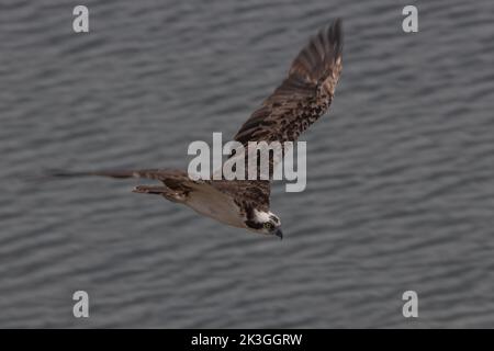 Une balbue (Pandion haliatus) survolant l'océan au large des côtes de la Californie, des États-Unis et de l'Amérique du Nord. Banque D'Images