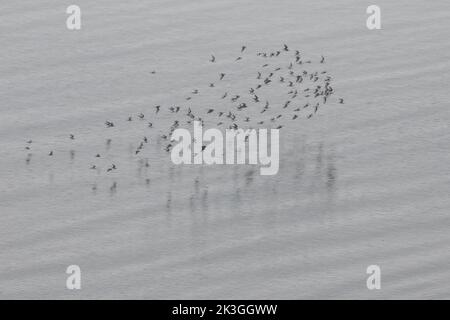 Un troupeau de moins de sandpiper (Calidris minutilla) volant au-dessus de l'eau calme de l'océan Pacifique au large de la côte de la Californie. Banque D'Images