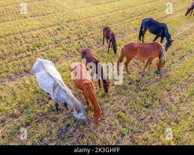 Les chevaux broutant l'herbe dans un pré.ferme domestique les chevaux sont des mammifères broutant dans les champs verts.Mares avec des foals se broutent sur la ferme. Faune et animaux Banque D'Images