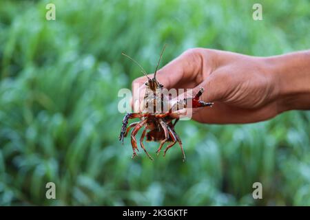 Écrevisse rouge d'eau douce (closes de homard) près du Nil Banque D'Images