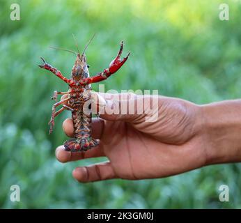 Écrevisse rouge d'eau douce (closes de homard) près du Nil Banque D'Images