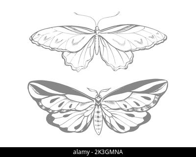 Papillons stylisés, dessin au trait, illustration vectorielle Illustration de Vecteur