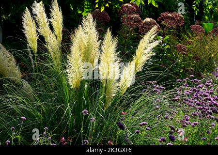 Pampas jardin d'herbe à la fin de l'été, Cortaderia selloana Pumilla, floraison, Dwarf Pampas herbe, Blooming, Verbena bonariensis Banque D'Images