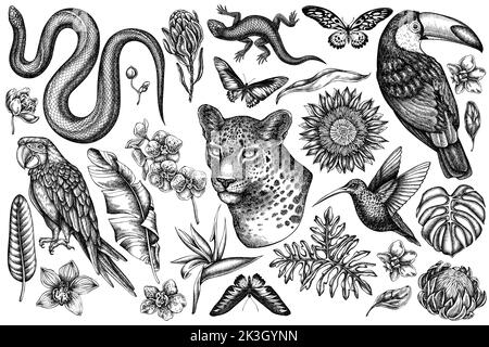 Collection d'illustrations vectorielles vintage pour animaux tropicaux. Léopard noir et blanc, serpent, lézard, colibri, toucan, cramoisi, rajah brooke Illustration de Vecteur