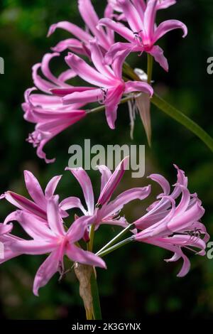 Nerine bowdenii, Guernesey Lily, Spider Lily, Jersey Lily, Purple, Fleurs, Cape Flower, à Bloom, Nerine, fleurs d'automne en novembre Banque D'Images
