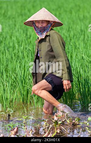 Femme vietnamienne portant un chapeau de bambou travaillant dans le riz paddy, Hai Phong, Vietnam Banque D'Images