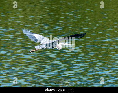 Heron gris isolé survolant un lac Banque D'Images