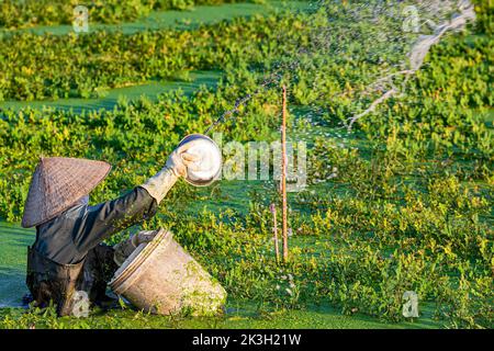 Fermier vietnamien en eau profonde semant des graines dans le riz inondé, Hai Phong, Vietnam Banque D'Images