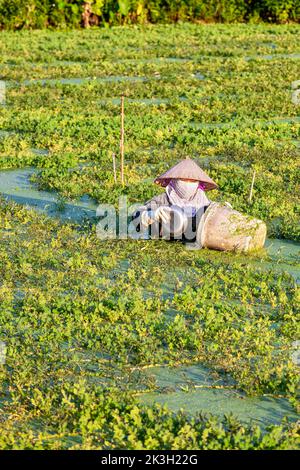 Fermier vietnamien en eau profonde semant des graines dans le riz inondé, Hai Phong, Vietnam Banque D'Images