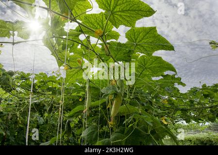 belle photo de verdure scène de la culture de concombre ou de légumes-gourdes amers à la ferme. Banque D'Images