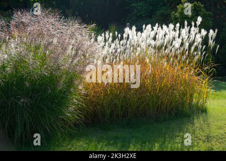 Miscanthus sinensis 'purpurascens', herbe à flammes, jardin, herbes Miscanthus automne Banque D'Images