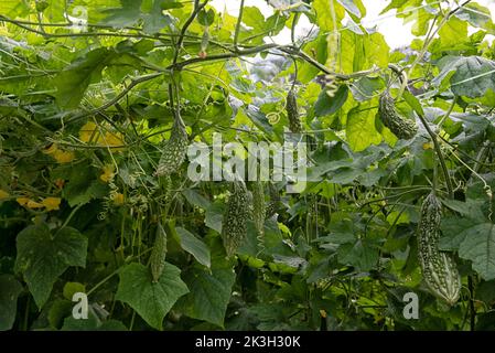 belle photo de verdure scène de la culture de concombre ou de légumes-gourdes amers à la ferme. Banque D'Images