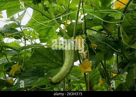 belle photo de verdure scène de la culture de concombre ou de légumes-gourdes amers à la ferme. Banque D'Images