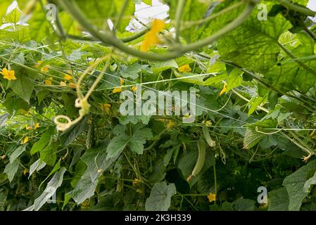 belle photo de verdure scène de la culture de concombre ou de légumes-gourdes amers à la ferme. Banque D'Images